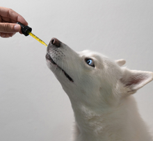 Load image into Gallery viewer, High Strength Pet CBD Oil 500mg